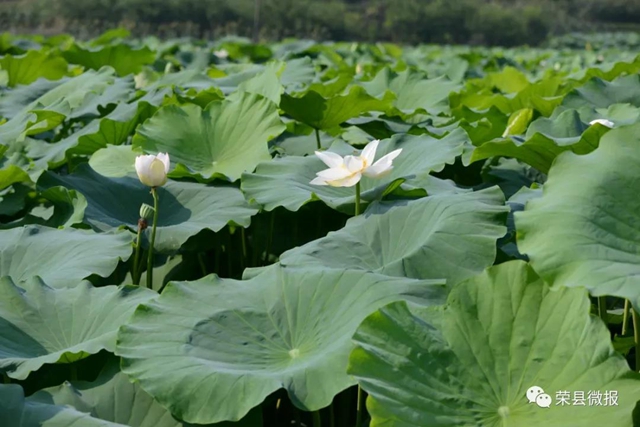 約起！600畝荷花在自貢榮縣這個地方綻放(圖7)