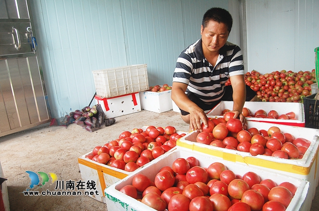 納溪合面鎮(zhèn)：返鄉(xiāng)種菜，“創(chuàng)業(yè)貸款”扶助變“蔬菜大王”(圖2)