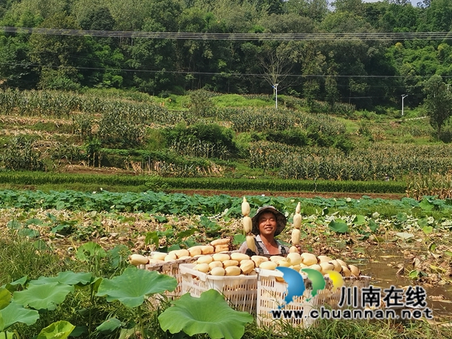 瀘縣奇峰鎮(zhèn)共和村種植蓮藕致富(圖1)
