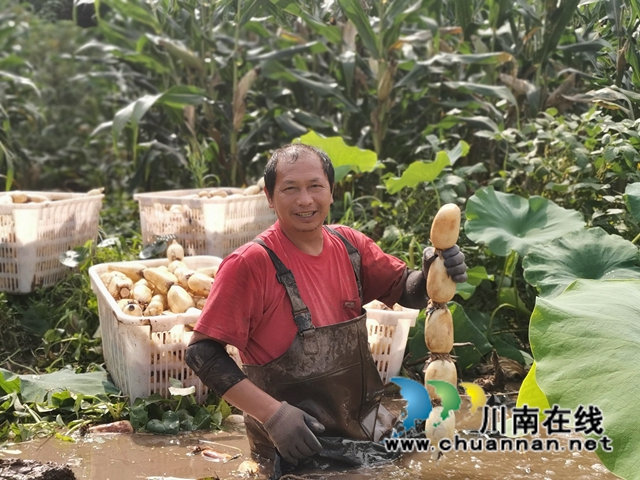 瀘縣奇峰鎮(zhèn)共和村種植蓮藕致富(圖2)
