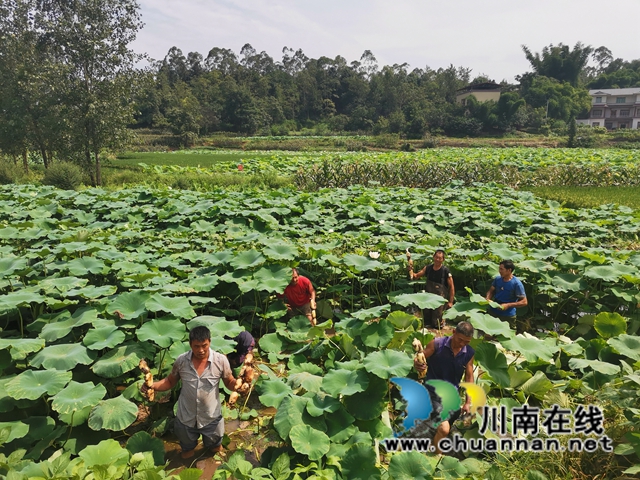 瀘縣奇峰鎮(zhèn)共和村種植蓮藕致富(圖7)