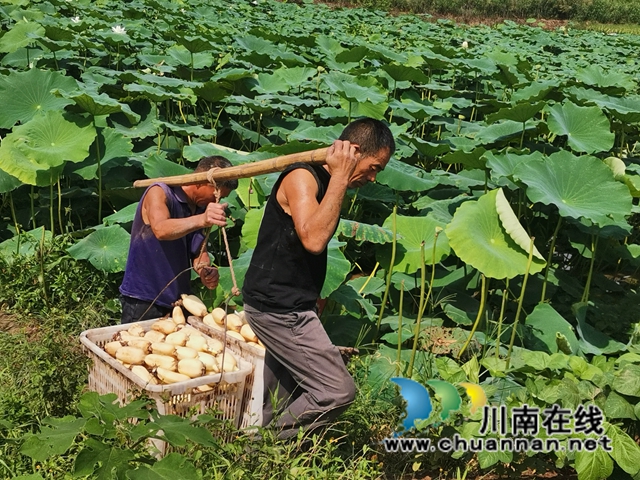 瀘縣奇峰鎮(zhèn)共和村種植蓮藕致富(圖5)