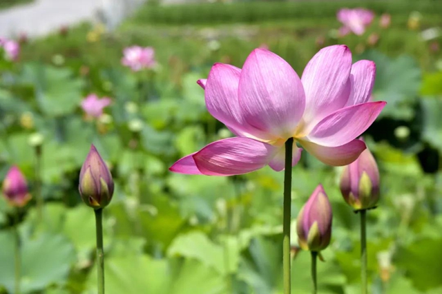 古藺縣黃荊鎮(zhèn)田壩村：荷花初綻，美在當(dāng)“夏”！(圖3)