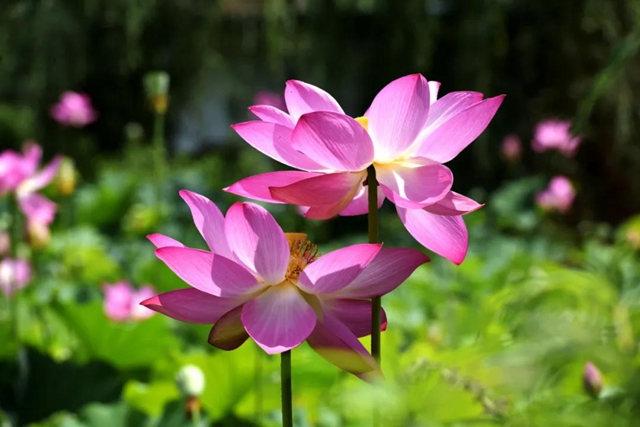 古藺縣黃荊鎮(zhèn)田壩村：荷花初綻，美在當(dāng)“夏”！(圖5)