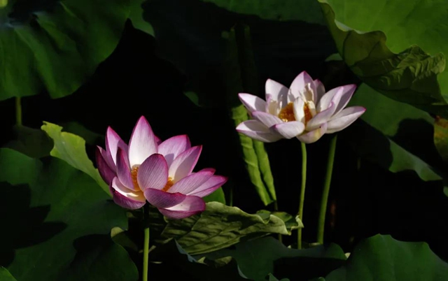 古藺縣黃荊鎮(zhèn)田壩村：荷花初綻，美在當(dāng)“夏”！(圖2)