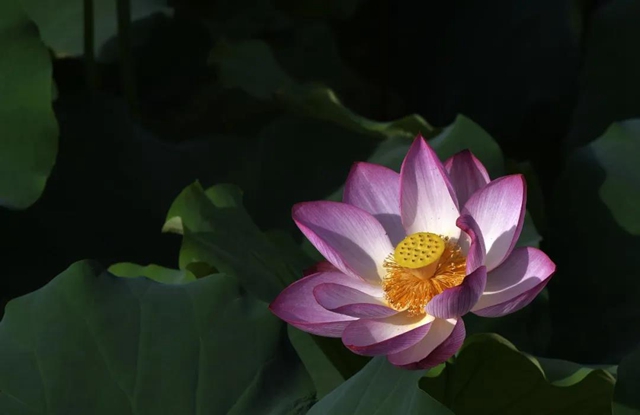 古藺縣黃荊鎮(zhèn)田壩村：荷花初綻，美在當(dāng)“夏”！(圖8)