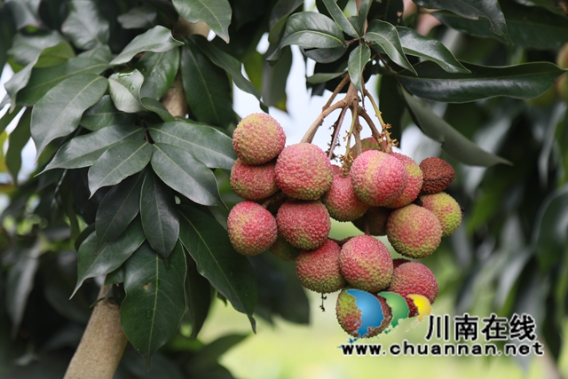 合江江津永川三地融媒聯(lián)動(dòng)，聚焦合江荔枝產(chǎn)業(yè)發(fā)展(圖6)