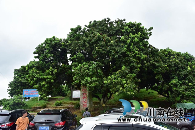 合江江津永川三地融媒聯(lián)動(dòng)，聚焦合江荔枝產(chǎn)業(yè)發(fā)展(圖1)