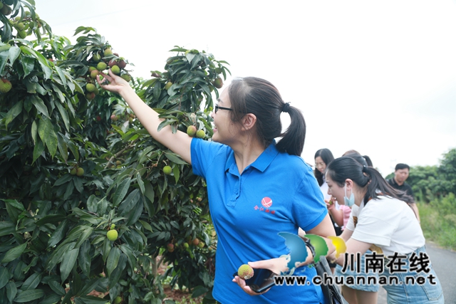 合江江津永川三地融媒聯(lián)動(dòng)，聚焦合江荔枝產(chǎn)業(yè)發(fā)展(圖3)