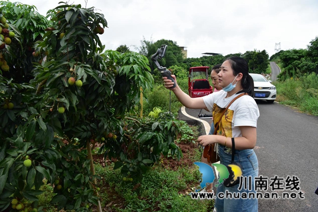 合江江津永川三地融媒聯(lián)動(dòng)，聚焦合江荔枝產(chǎn)業(yè)發(fā)展(圖2)
