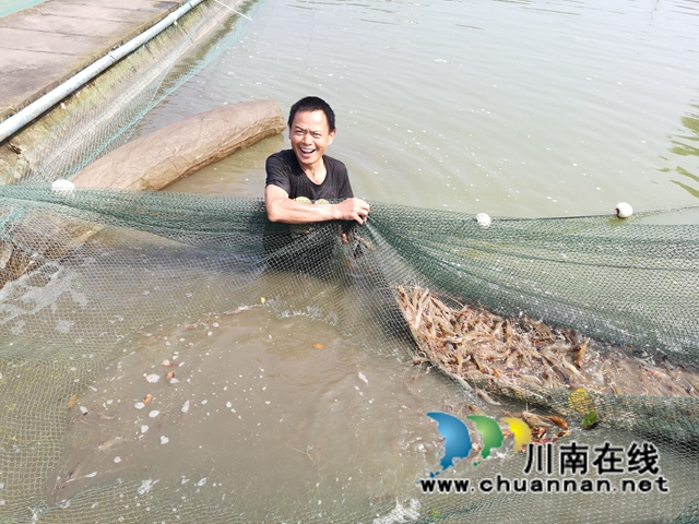 瀘縣方洞鎮(zhèn)：大頭蝦初長成，放釣上市生意好(圖3)