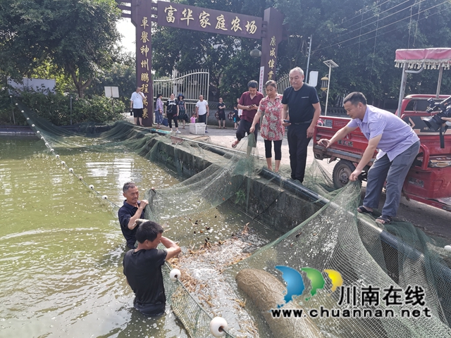 瀘縣方洞鎮(zhèn)：大頭蝦初長成，放釣上市生意好(圖1)