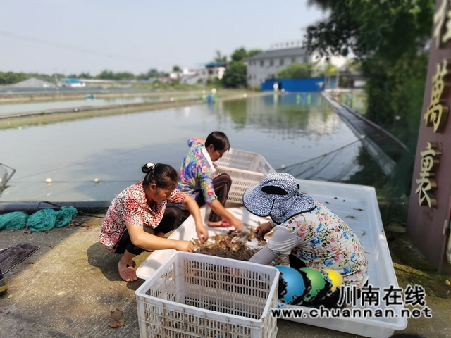 瀘縣方洞鎮(zhèn)：大頭蝦初長成，放釣上市生意好(圖6)