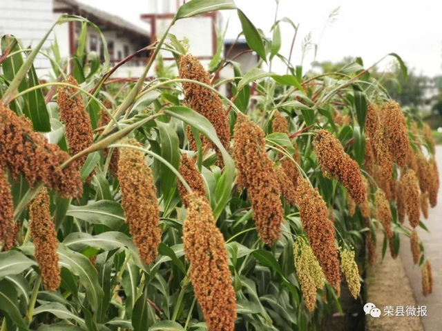 自貢榮縣3萬(wàn)畝高粱紅了！產(chǎn)值達(dá)……(圖5)