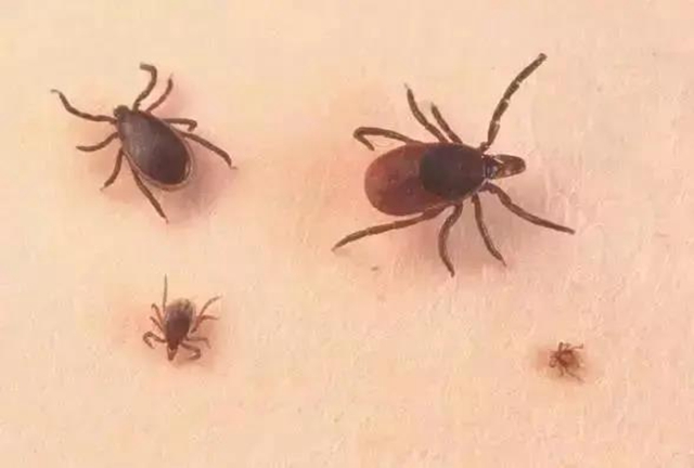 不是所有蟲子都能用手拍！當心被灼傷(圖2)