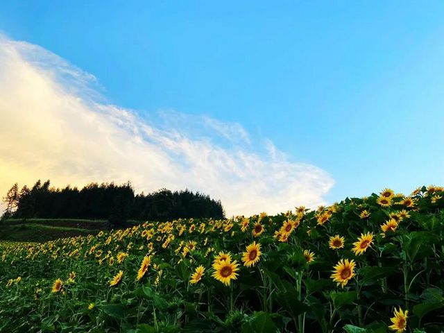 避暑納涼去哪里？敘永這些“避暑勝地”給你一個(gè)清涼之夏！(圖1)