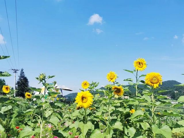 避暑納涼去哪里？敘永這些“避暑勝地”給你一個(gè)清涼之夏！(圖10)