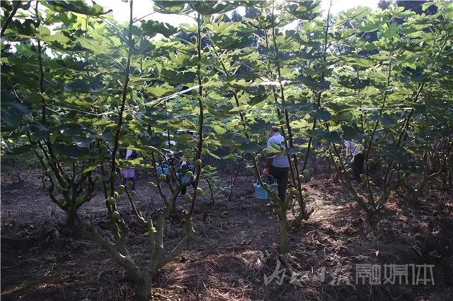 都熟啦！內(nèi)江這里，有一大片無(wú)花果林(圖3)