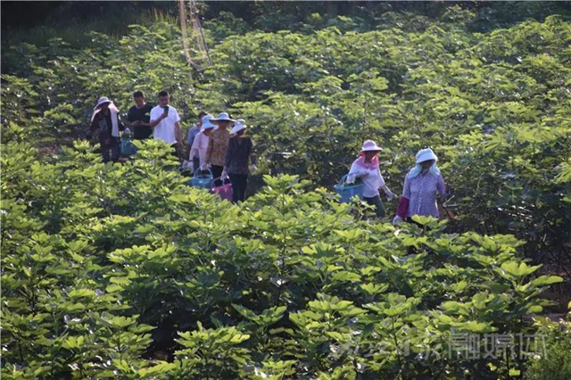 都熟啦！內(nèi)江這里，有一大片無(wú)花果林(圖4)