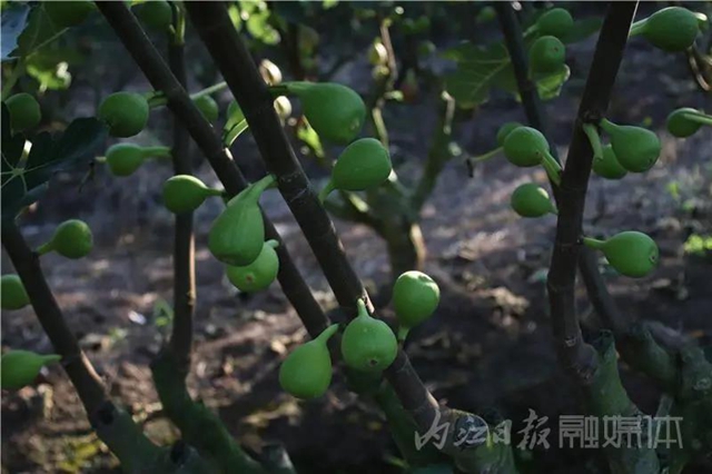 都熟啦！內(nèi)江這里，有一大片無(wú)花果林(圖6)