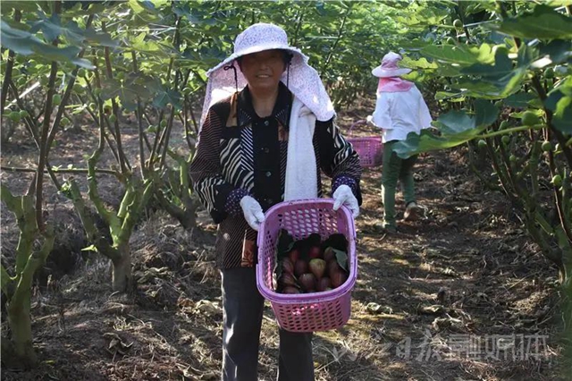 都熟啦！內(nèi)江這里，有一大片無(wú)花果林(圖7)