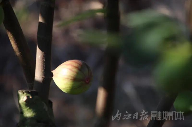 都熟啦！內(nèi)江這里，有一大片無(wú)花果林(圖9)