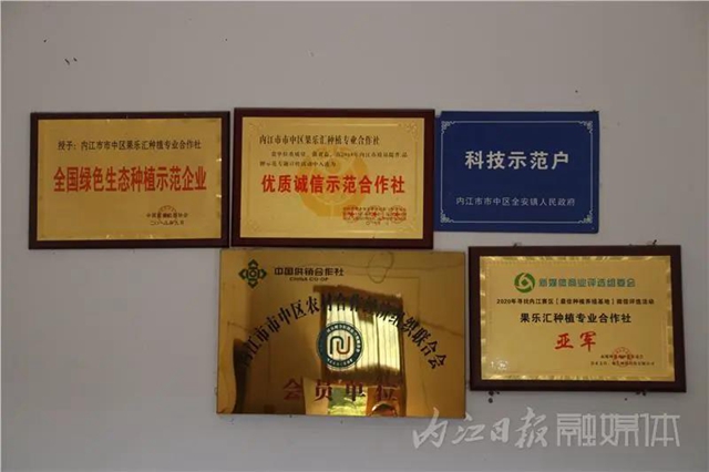 都熟啦！內(nèi)江這里，有一大片無(wú)花果林(圖10)