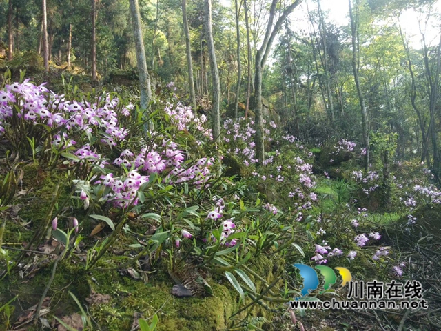合江縣先灘鎮(zhèn)梨樹塆村鄉(xiāng)賢人士李相金：一個讓山區(qū)石頭長出“金條”的“領頭雁”(圖2)