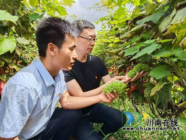 古藺：君問葡萄哪里甜，山水白泥來挑選(圖3)