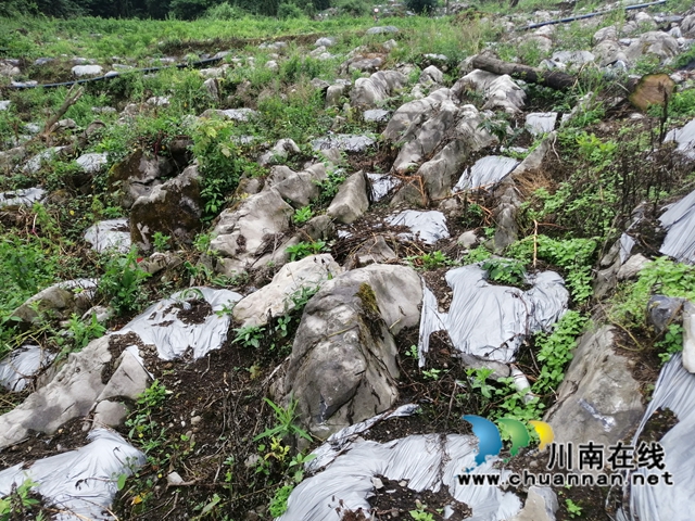 古藺金蘭新鄉(xiāng)賢雷順：讓荒山遍地是金銀