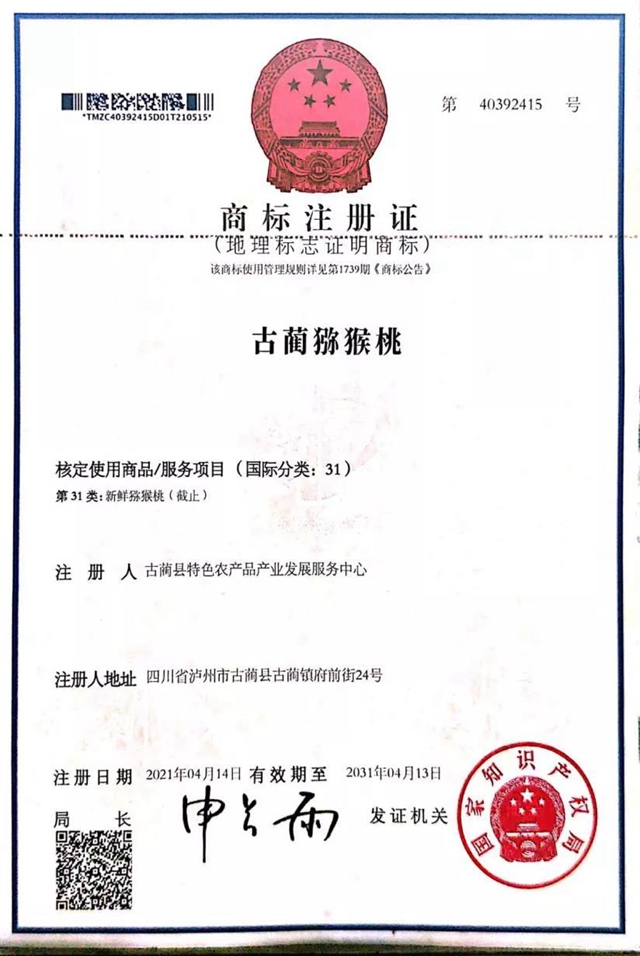 古藺獼猴桃和古藺甜橙成功獲準(zhǔn)國(guó)家級(jí)地理標(biāo)志證明商標(biāo)(圖1)