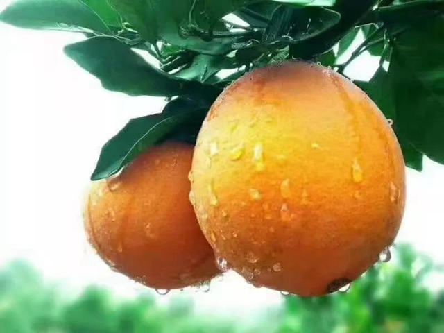 古藺獼猴桃和古藺甜橙成功獲準(zhǔn)國(guó)家級(jí)地理標(biāo)志證明商標(biāo)(圖6)