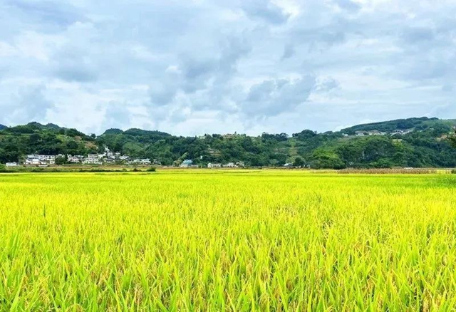 湖光山色、荷韻悠悠……瀘州這些如畫美景，看一眼就心動！(圖8)