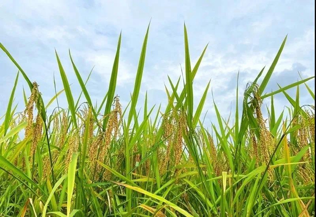 湖光山色、荷韻悠悠……瀘州這些如畫美景，看一眼就心動！(圖10)