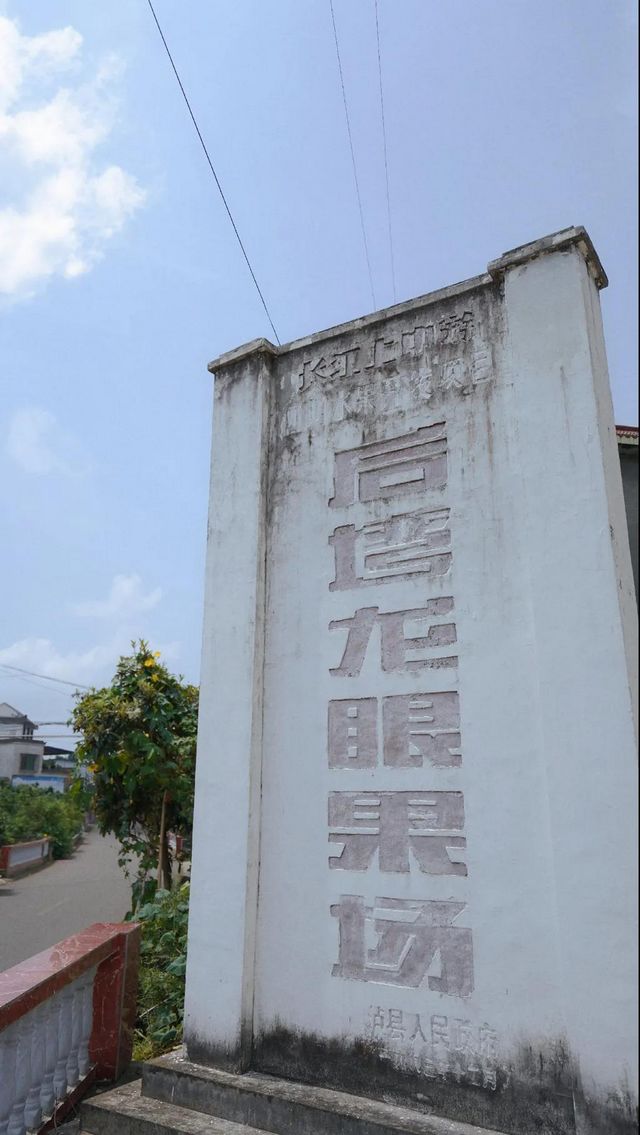 瀘縣龍眼熟了，采摘路線已為你安排好(圖9)