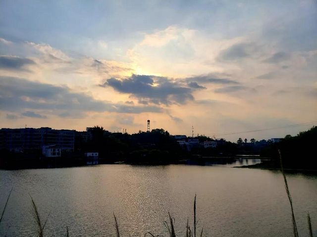 瀘縣龍眼熟了，采摘路線已為你安排好(圖12)