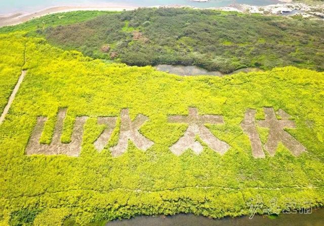 瀘縣龍眼熟了，采摘路線已為你安排好(圖14)