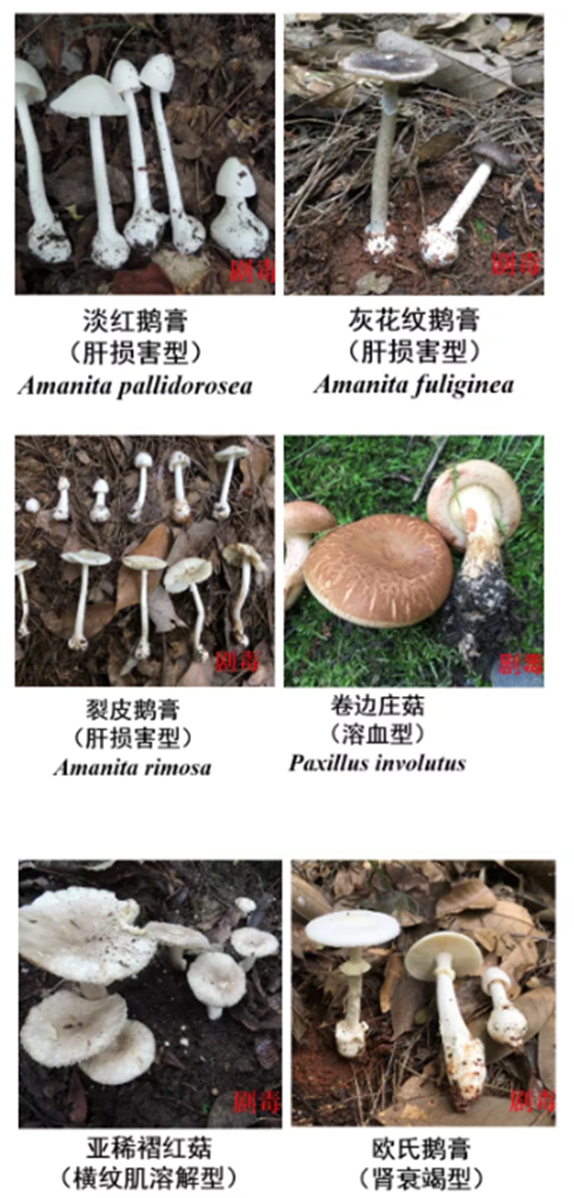 瀘州嬢嬢吃“du食”蘑菇，出事兒了……(圖8)