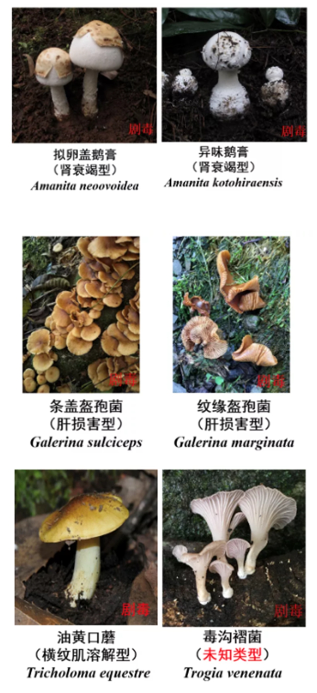 瀘州嬢嬢吃“du食”蘑菇，出事兒了……(圖9)