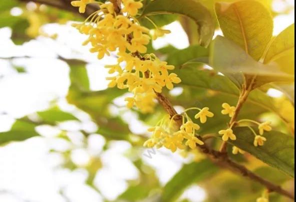 【擴(kuò)散】飄香酒城的桂花，還能治??？(圖4)