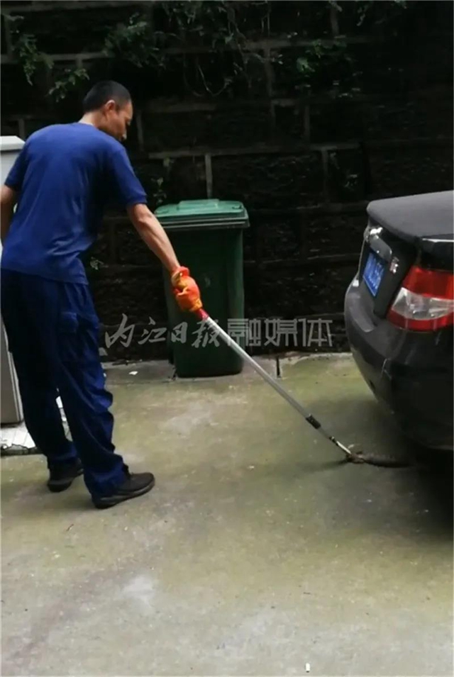 內(nèi)江這個小區(qū)報警：院壩里驚現(xiàn)一條長蛇！(圖1)