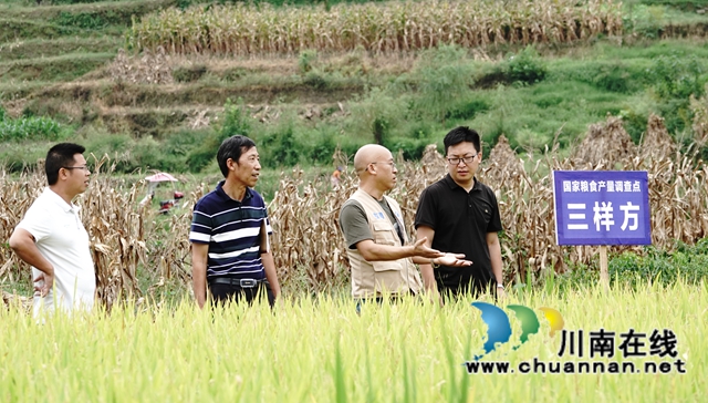 藏糧于地，藏糧于技！國家統(tǒng)計局古藺調(diào)查隊“統(tǒng)計開放日”開展實割實測活動(圖3)