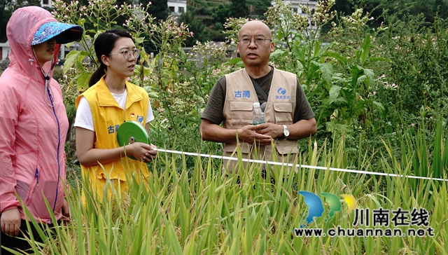 藏糧于地，藏糧于技！國家統(tǒng)計局古藺調(diào)查隊“統(tǒng)計開放日”開展實割實測活動(圖4)