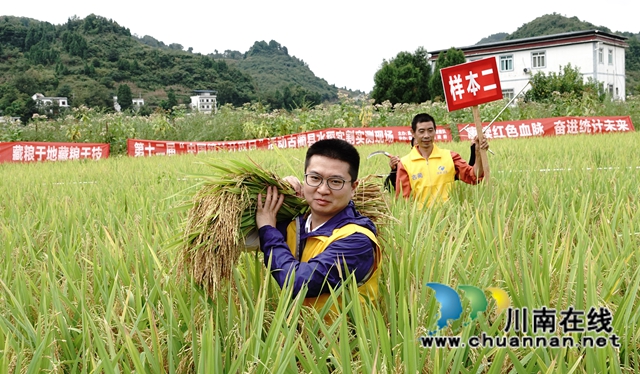 藏糧于地，藏糧于技！國家統(tǒng)計局古藺調(diào)查隊“統(tǒng)計開放日”開展實割實測活動(圖8)