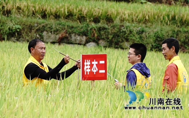 藏糧于地，藏糧于技！國家統(tǒng)計局古藺調(diào)查隊“統(tǒng)計開放日”開展實割實測活動(圖7)