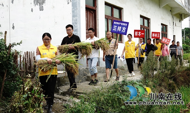 藏糧于地，藏糧于技！國家統(tǒng)計局古藺調(diào)查隊“統(tǒng)計開放日”開展實割實測活動(圖14)