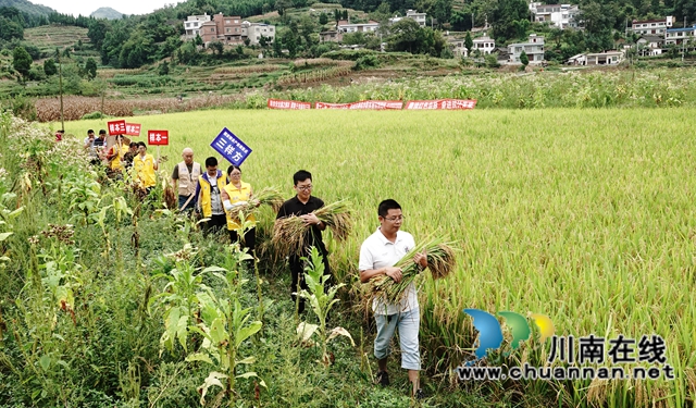 藏糧于地，藏糧于技！國家統(tǒng)計局古藺調(diào)查隊“統(tǒng)計開放日”開展實割實測活動(圖13)