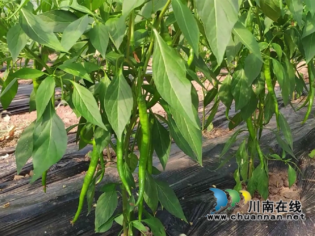 宜賓南溪長興鎮(zhèn)：蔬菜大棚里結(jié)出“致富果”(圖1)