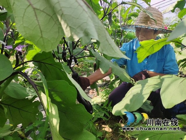 宜賓南溪長興鎮(zhèn)：蔬菜大棚里結(jié)出“致富果”(圖2)