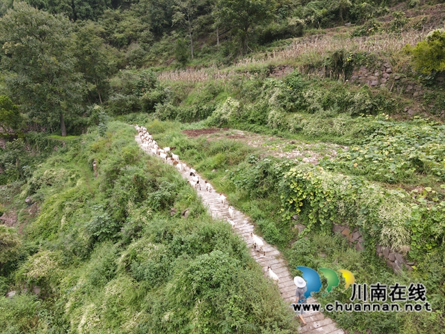 古藺：好生態(tài)變好“錢(qián)景”，高山羊跑出致富加速度(圖1)